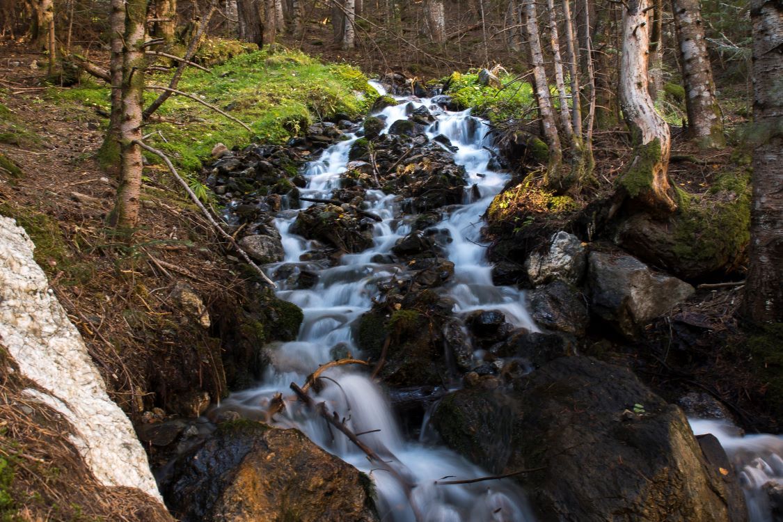 bosque gerber en lleida
